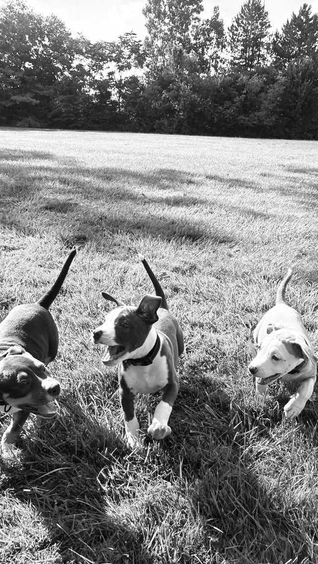 Instagram reel: Puppies & Pilates fundraiser for Rebel Dogs Detroit
